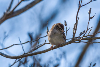 Low angle view of bird perching on branch