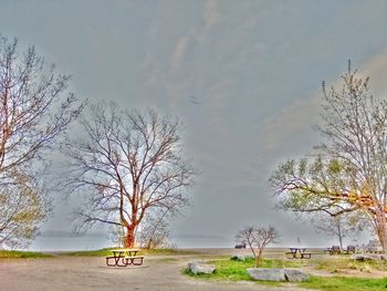 Bare trees on grassy field