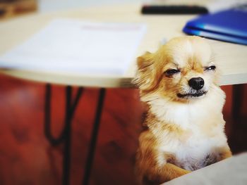 Close-up portrait of dog