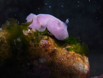 Close-up of fish underwater