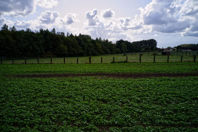 Scenic view of field against sky