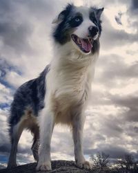 Dog against sky