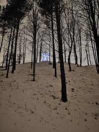 Bare trees on field in forest