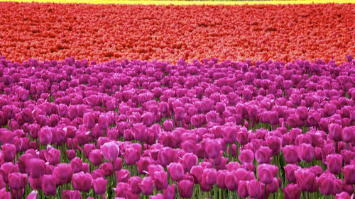 Full frame shot of purple flowers in field