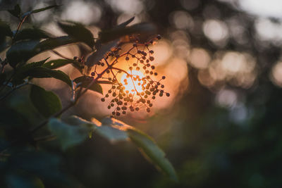 Close-up of plant against sky at sunset