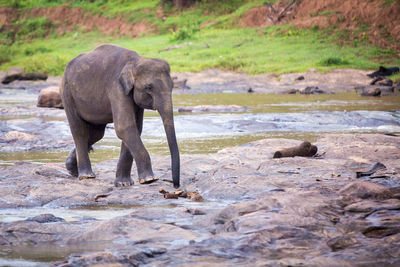 Elephant on river