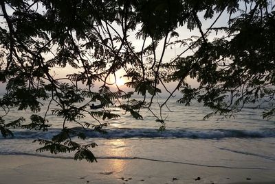 Silhouette tree on beach against sky during sunset