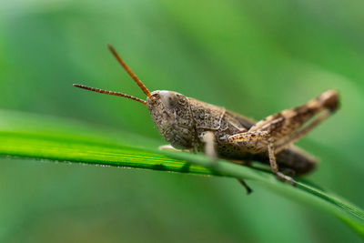 Close-up of insect