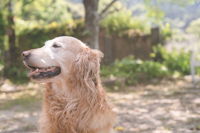 Pet cute large breed golden retriever, hair color light cream, old dog, 11 years old, female.