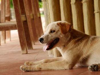 Close-up of dog sitting on wood