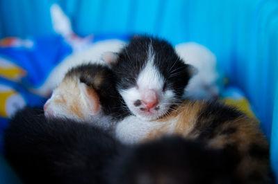 Close-up of cats sleeping