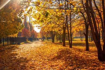 Trees in park during autumn