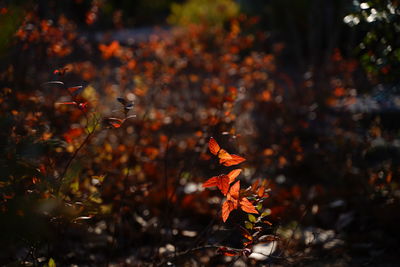 Close-up of maple leaves on field during autumn