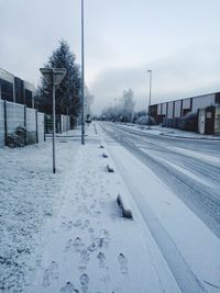 Road along trees