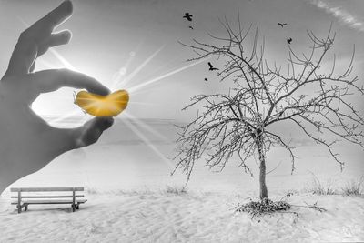 Man and yellow flowers on snow