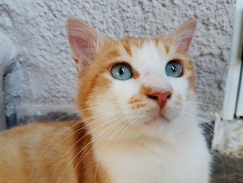 Close-up portrait of cat