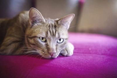 Ginger cat relaxing on the couch.