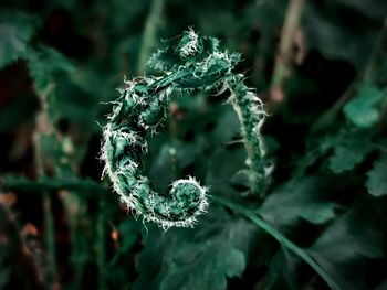 Close-up of frozen plant