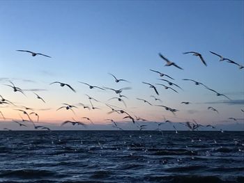 Flock of birds flying over sea