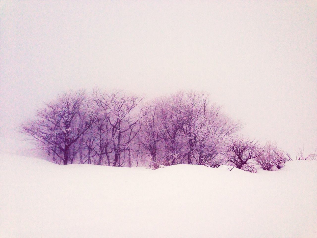 bare tree, winter, snow, cold temperature, tree, tranquility, tranquil scene, clear sky, weather, landscape, copy space, season, scenics, beauty in nature, nature, branch, covering, field, non-urban scene, snow covered