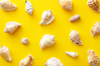 High angle view of shells on yellow background