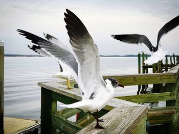 Seagull perching on wooden post by lake against sky