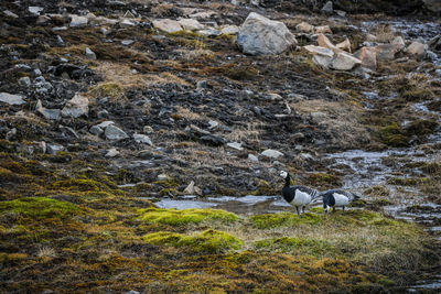 View of bird on rock