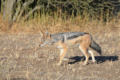 Side view of goat standing on land