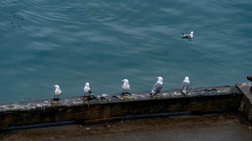 bird