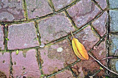 Close-up of leaves on ground