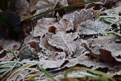 Close-up of frozen tree during winter