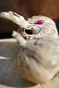 High angle view of a bird on table