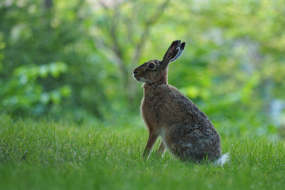 Side view of squirrel on land