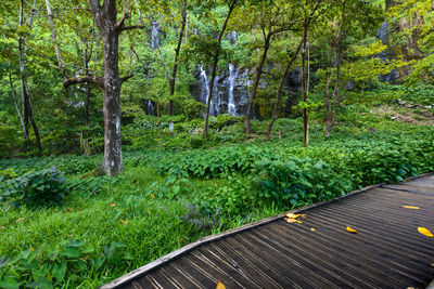 Footpath amidst trees in forest