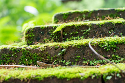 Close-up of moss on steps