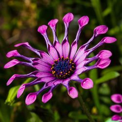 Close-up of pink flower