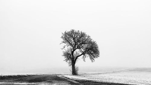 Tree on field against clear sky