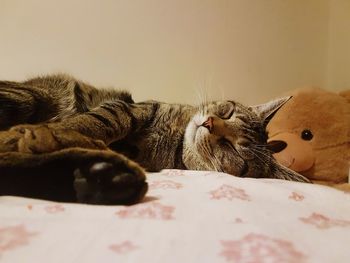 Cat sleeping on bed at home