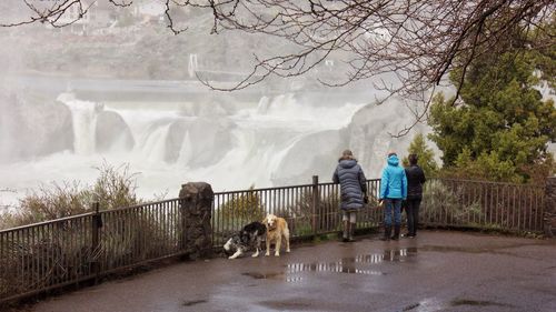 Rear view of people walking with dog in water