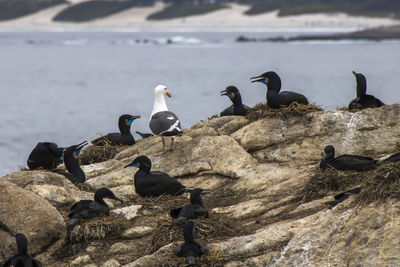 Seagulls perching on rock