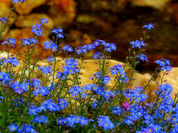 Close-up of purple flowering plants on field