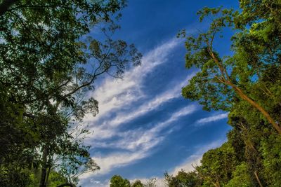 Low angle view of trees against blue sky