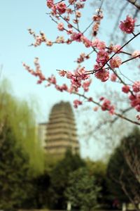 Low angle view of flowers blooming on tree