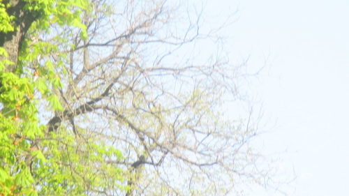 Low angle view of bare tree against sky