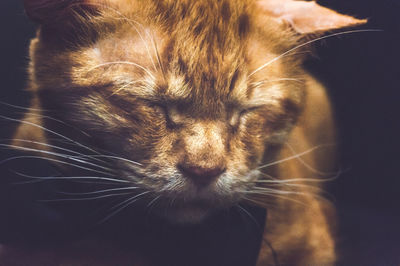 Close-up of cat sleeping
