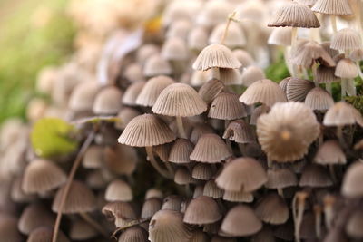 Mushrooms growing on field