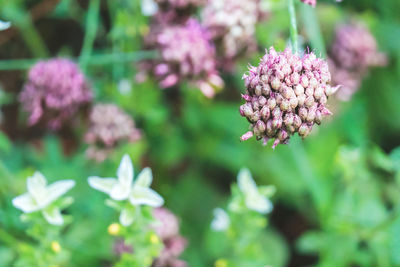 Close-up of pink flowering plant in park