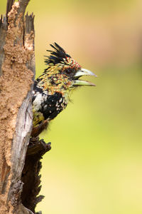 Close-up of bird perching on tree