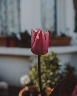 Close-up of red flower