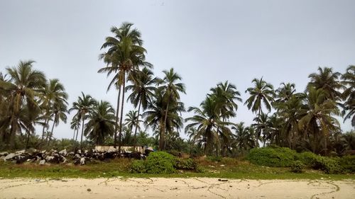 Palm trees against clear sky